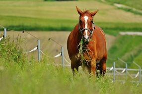 landscape of domestic horse amid tall green grass in the paddock