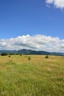 scenic summer meadow