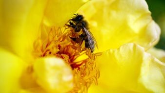 insect on yellow stamens close up