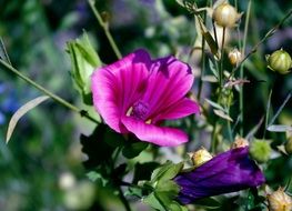 purple summer flowers under the bright sun close-up on blurred background
