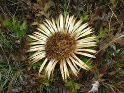 thistle in dry foliage close-up