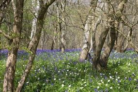 blue bells among trees on a sunny day