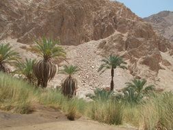 green oasis in Egypt