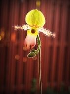 yellow tropical orchid close-up
