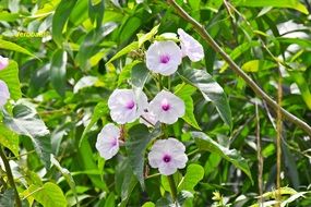 India Flowers