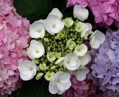 Pink white Bloom Hydrangea Close
