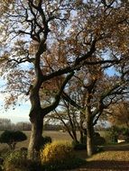 trees and shrubs in Autumn