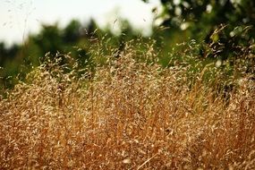 Forest Grass
