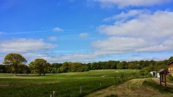 green fields in the village in summer