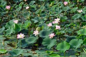 Lotus Pink Flower Pond plant