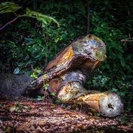Tree stump in the green forest close-up