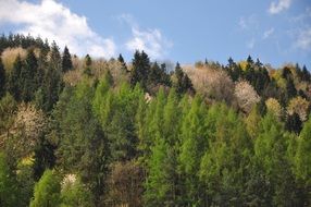green trees on the hills in the forest