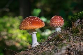 two fly agarics on a forest floor close-up