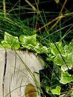 Bright Green Ivy Vedben Plant Creeper