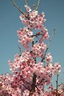 spring pink flowers on the bush against the sky