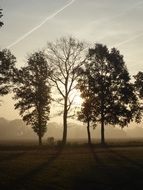 trees in the rays of bright dawn