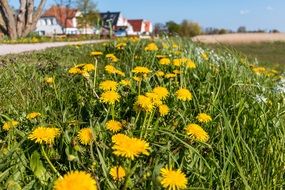 yellow dandelions on the wayside