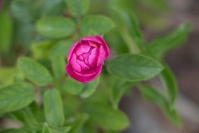 pink half open Rose Flower on bush