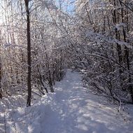 splendiferous snow Forest