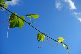 branch of a climbing plant against a blue sky