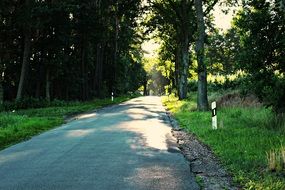 Asphalt Road Away through forest at summer