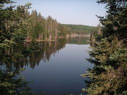 picturesque river in the forest
