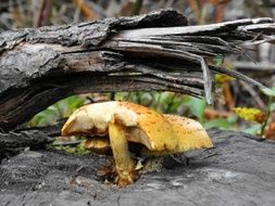 mushrooms on a stump close-up