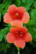 Flowers Blooming Orange