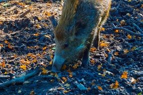 wild boar is a denizen of the forest