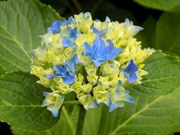 yellow-blue hydrangea in the garden