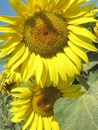 Sunflowers Summer Colors Nature