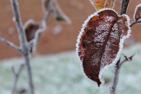 Frost on brown Leaf close up