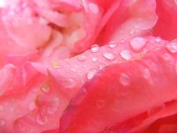 Rose Pink Flower Petals