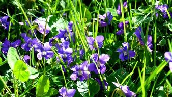 violet spring nature