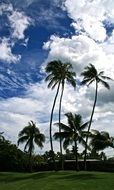 Palms Hawaii Park