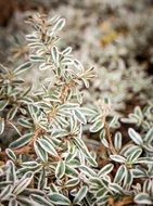 small plant with tiny foliage