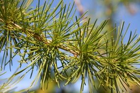 larch needles on branch close up