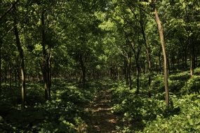 thicket of rubber plantation