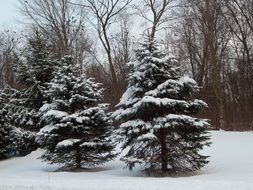 snowy spruce Trees in front of Forest