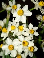 many white flowers with yellow core close-up