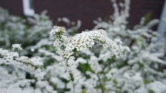 bush of tiny white flowers