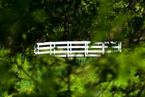 Bridge Trees Forest White