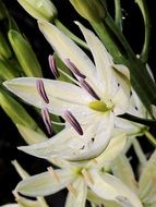 white lily in the garden