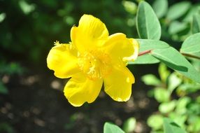 delightful delicate beauty yellow Flower