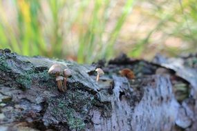 small mushrooms on birch bark