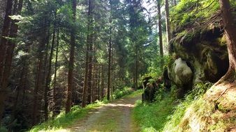 Forest Path in light and shade on a sunny day