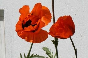 red poppy in the norvegian garden
