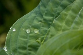 drops of water on a large green leaf close-up