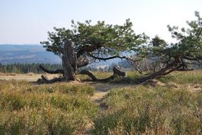 aestetic pine tree in Kahler Asten scewne