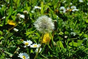 Picture of the Dandelion Flowers